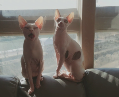 스핑크스고양이